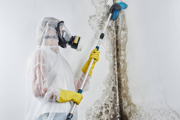Best Mold Damage Repair  in Oakes, ND