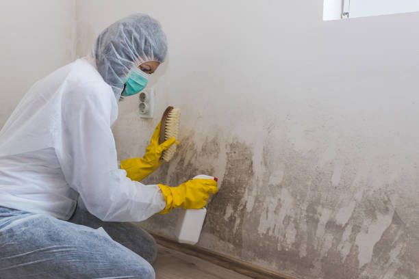 Best Mold Cleaning Services  in Oakes, ND