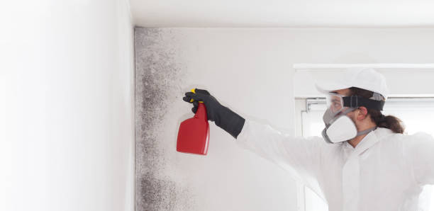 Office Mold Removal Services in Oakes, ND