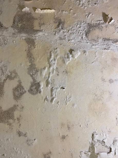 Best Mold Testing  in Oakes, ND