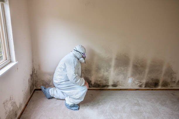 Certified Mold Removal in Oakes, ND